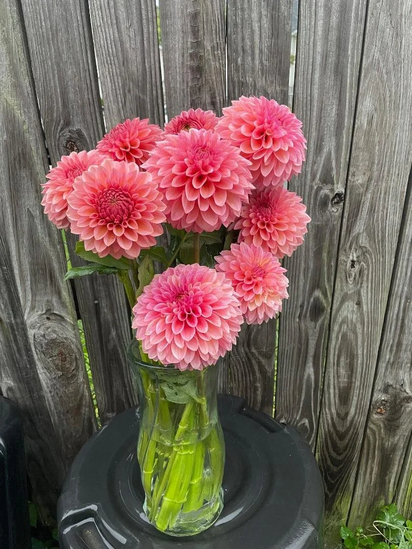 20TH AVE PINK CLOUD — Crazy 4 Dahlias